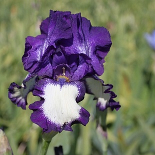 Ирис германский (Iris germanica Stepping Out )