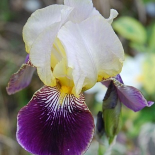 Ирис германский (Iris germanica Wabash BR)