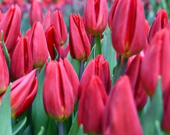 Red Gold