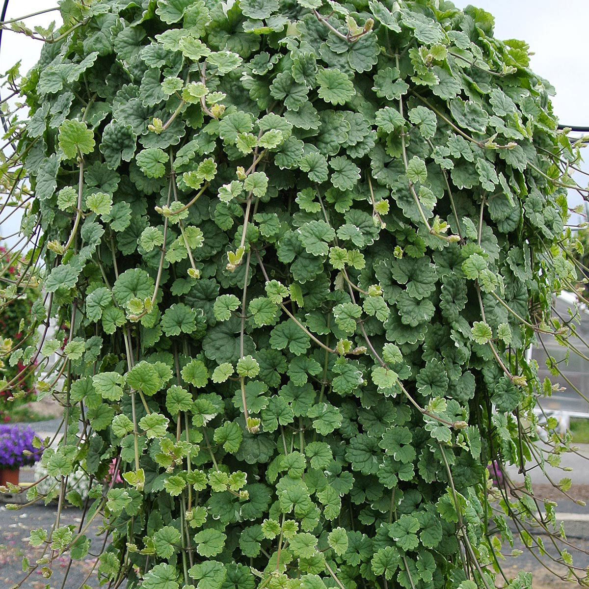 Будра (Глехома)