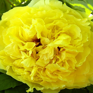 itoh ’Yellow Crown’