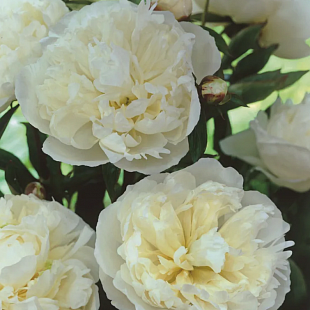 Пион «Duchesse de Nemours»