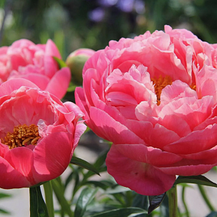Пион «Pink Hawaiian Coral»